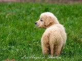 Chiot Golden Retriever à vendre
