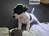 Chiot Jack Russel mâle à vendre