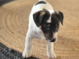 Chiot Jack Russel m&acirc;le &agrave; vendre