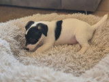 Chiot Jack Russel m&acirc;le &agrave; vendre