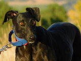 Arges, magnifique Galga de 5 ans &agrave; adopter en association
