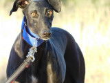 Arges, magnifique Galga de 5 ans à adopter en association