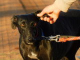 Arges, magnifique Galga de 5 ans &agrave; adopter en association