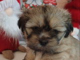 Chiot Lhassa Apso LOF à vendre