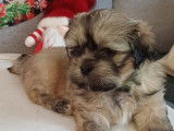 Chiot Lhassa Apso LOF &agrave; vendre