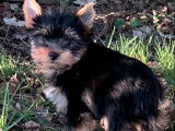 1 chiot m&acirc;le Yorkshire Terrier LOF &agrave; vendre, fauve et noir, n&eacute; en octobre 2025