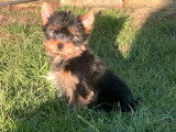 1 chiot m&acirc;le Yorkshire Terrier LOF &agrave; vendre, fauve et noir, n&eacute; en octobre 2025