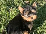 1 chiot m&acirc;le Yorkshire Terrier LOF &agrave; vendre, fauve et noir, n&eacute; en octobre 2025
