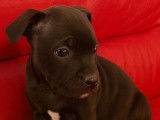 Chiot Staffordshire Bull Terrier femelle LOF &agrave; vendre, pelage noir, n&eacute; en novembre 2025