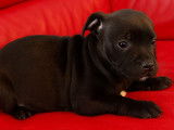 Chiot Staffordshire Bull Terrier femelle LOF &agrave; vendre, pelage noir, n&eacute; en novembre 2025