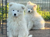6 chiots Samoy&egrave;des &agrave; vendre, m&acirc;les et femelles blancs LOF n&eacute;s en 2025