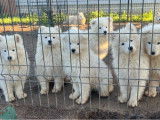 6 chiots Samoy&egrave;des &agrave; vendre, m&acirc;les et femelles blancs LOF n&eacute;s en 2025
