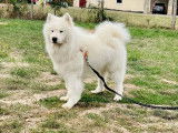 6 chiots Samoy&egrave;des &agrave; vendre, m&acirc;les et femelles blancs LOF n&eacute;s en 2025