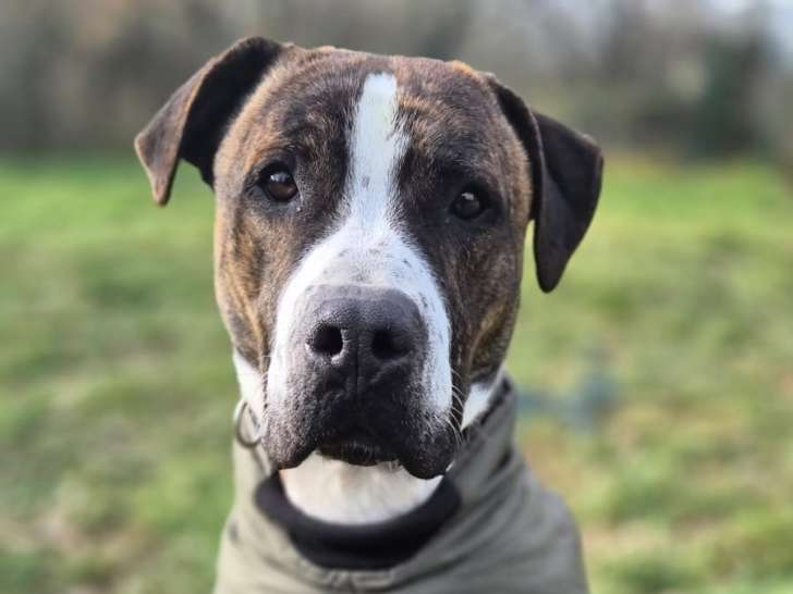Moustache, croisé Dogue à adopter en association