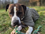 Moustache, croisé Dogue à adopter en association