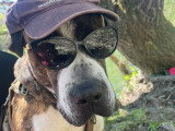 Moustache, croisé Dogue à adopter en association