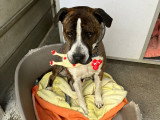Moustache, croisé Dogue à adopter en association