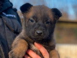 9 chiots Bergers Belges Malinois, 7 m&acirc;les et 2 femelles charbonn&eacute;s LOF de 2025 &agrave; r&eacute;server