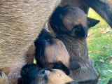 9 chiots Bergers Belges Malinois, 7 m&acirc;les et 2 femelles charbonn&eacute;s LOF de 2025 &agrave; r&eacute;server