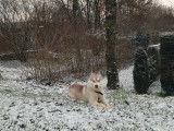 Femelle Husky Sib&eacute;rien disponible pour saillie