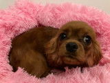 Femelle Cavalier King Charles LOF