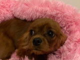 Femelle Cavalier King Charles LOF