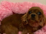 Femelle Cavalier King Charles LOF