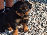 6 chiots Rottweilers LOF disponibles &agrave; la r&eacute;servation
