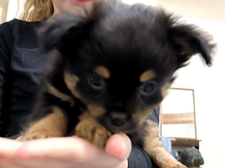 Chiots Chihuahua à poil long à vendre