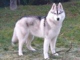 M&acirc;le Husky Sib&eacute;rien disponible pour saillie