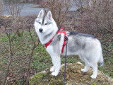 M&acirc;le Husky Sib&eacute;rien disponible pour saillie