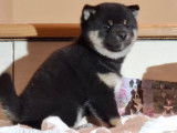 Chiots Shiba Inu LOF à vendre