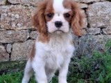 Chiot mâle Cavalier King Charles à vendre
