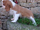 Chiot m&acirc;le Cavalier King Charles &agrave; vendre