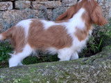 Chiot m&acirc;le Cavalier King Charles &agrave; vendre