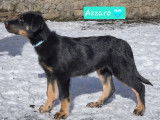 1 m&acirc;le et 1 femelle Beauceron disponibles