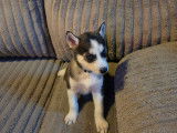 Chiots Husky Sib&eacute;rien &agrave; vendre