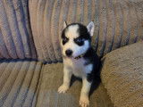 Chiots Husky Sib&eacute;rien &agrave; vendre