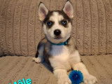 Chiots Husky Sibérien à vendre