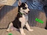 Chiots Husky Sibérien à vendre