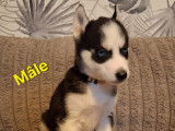 Chiots Husky Sibérien à vendre