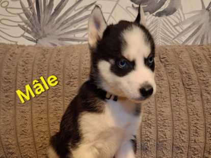 Chiots Husky Sibérien à vendre