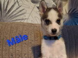 Chiots Husky Sibérien à vendre