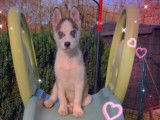 Chiot Husky Sibérien à vendre