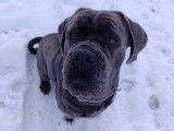 Cherche femelle Cane Corso pour saillie
