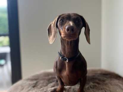 Cherche mâle Teckel Nain kaninchen pour saillie