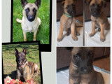 Chiot Malinois LOF avec excellent pedigree à vendre
