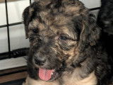 Chiots Aussiedoodle à vendre