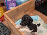 Chiots Aussiedoodle &agrave; vendre
