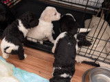Chiots Aussiedoodle &agrave; vendre